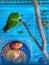 This lovely creature is a vernal hanging parrot from top viewÂ 